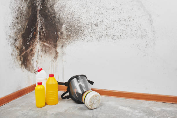 Best Attic Mold Remediation in Cape Girardeau, MO