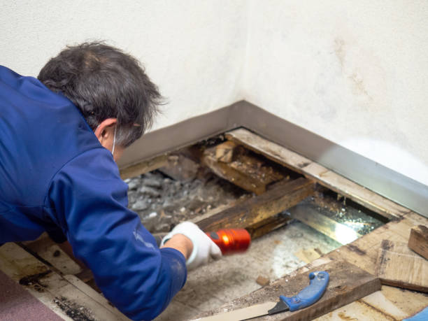 Best Mold Testing and Inspection Services in Cape Girardeau, MO