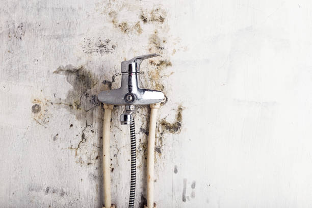 Best Insurance-Related Mold Remediation in Cape Girardeau, MO