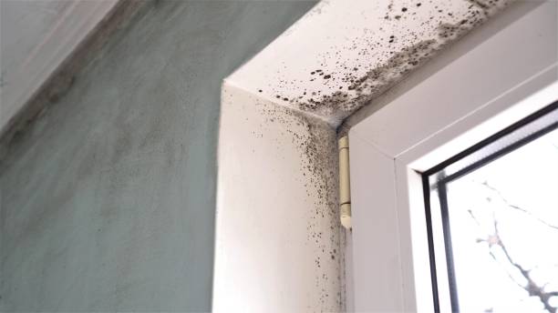Best White Mold Remediation in Cape Girardeau, MO