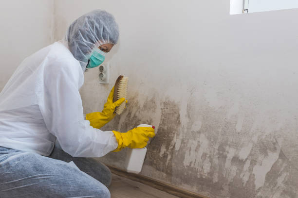 Best Bathroom Mold Remediation in Cape Girardeau, MO