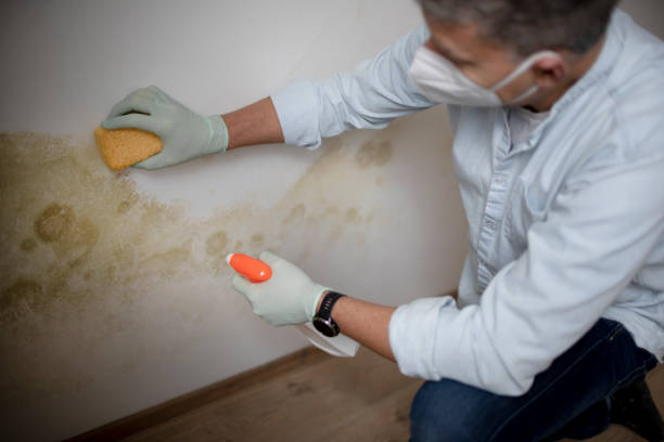 Best Industrial Mold Remediation in Cape Girardeau, MO