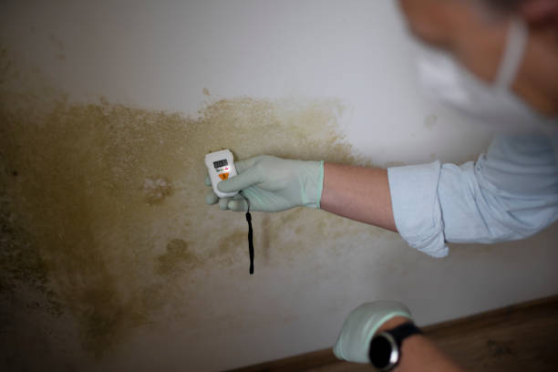 Best Commercial Mold Remediation in Cape Girardeau, MO