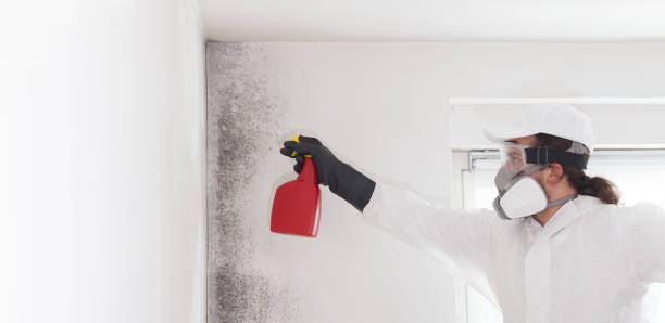 Best Residential Mold Remediation in Cape Girardeau, MO