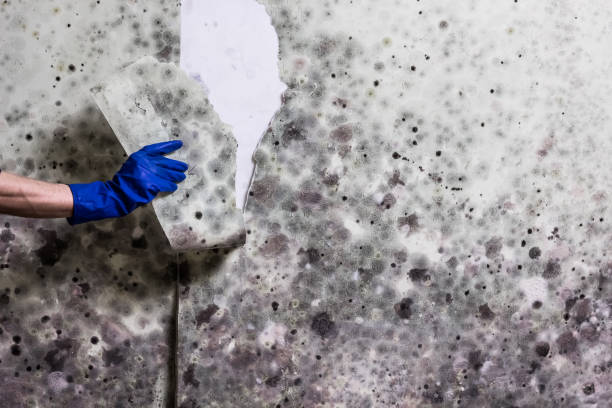 Best Health and Safety Mold Remediation in Cape Girardeau, MO
