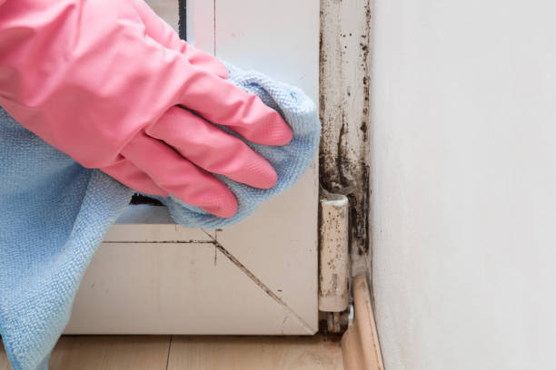 Trusted Cape Girardeau, MO Mold Remediation Experts