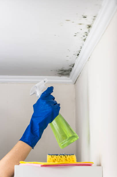 Best Basement Mold Remediation in Cape Girardeau, MO